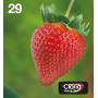 Epson Strawberry Multipack Fragole 4 colori Inchiostri Claria Home 29 in confezione EasyMail Packaging